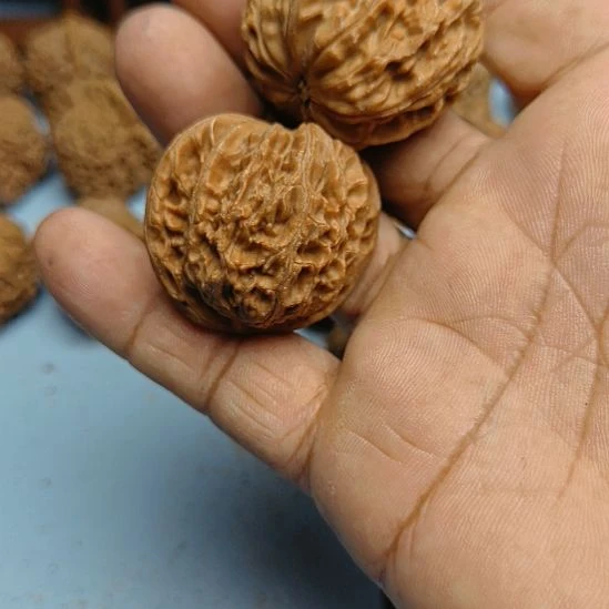 大***明完全开放磨盘核桃无花