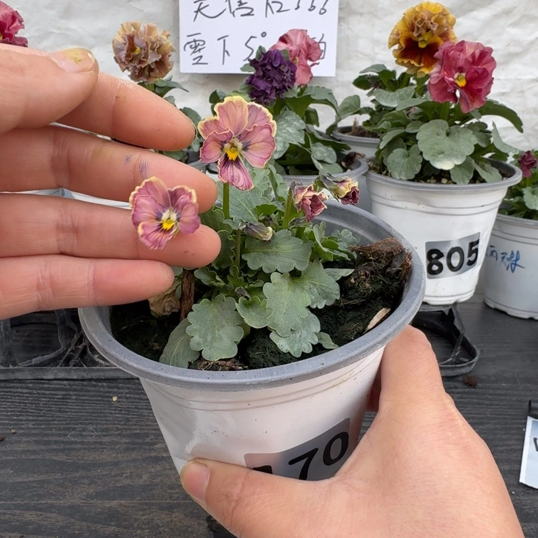 全部花朵170号心跳