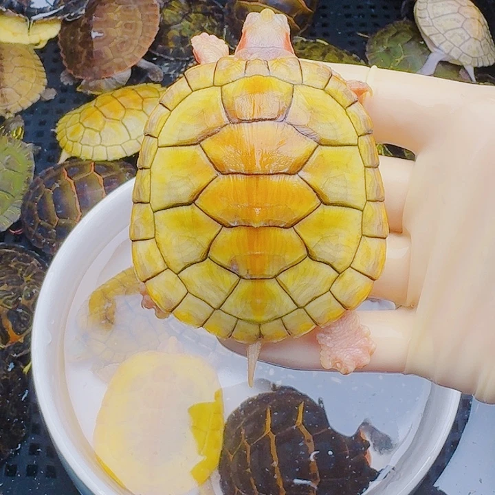 月***影绿毛龟母22222222222