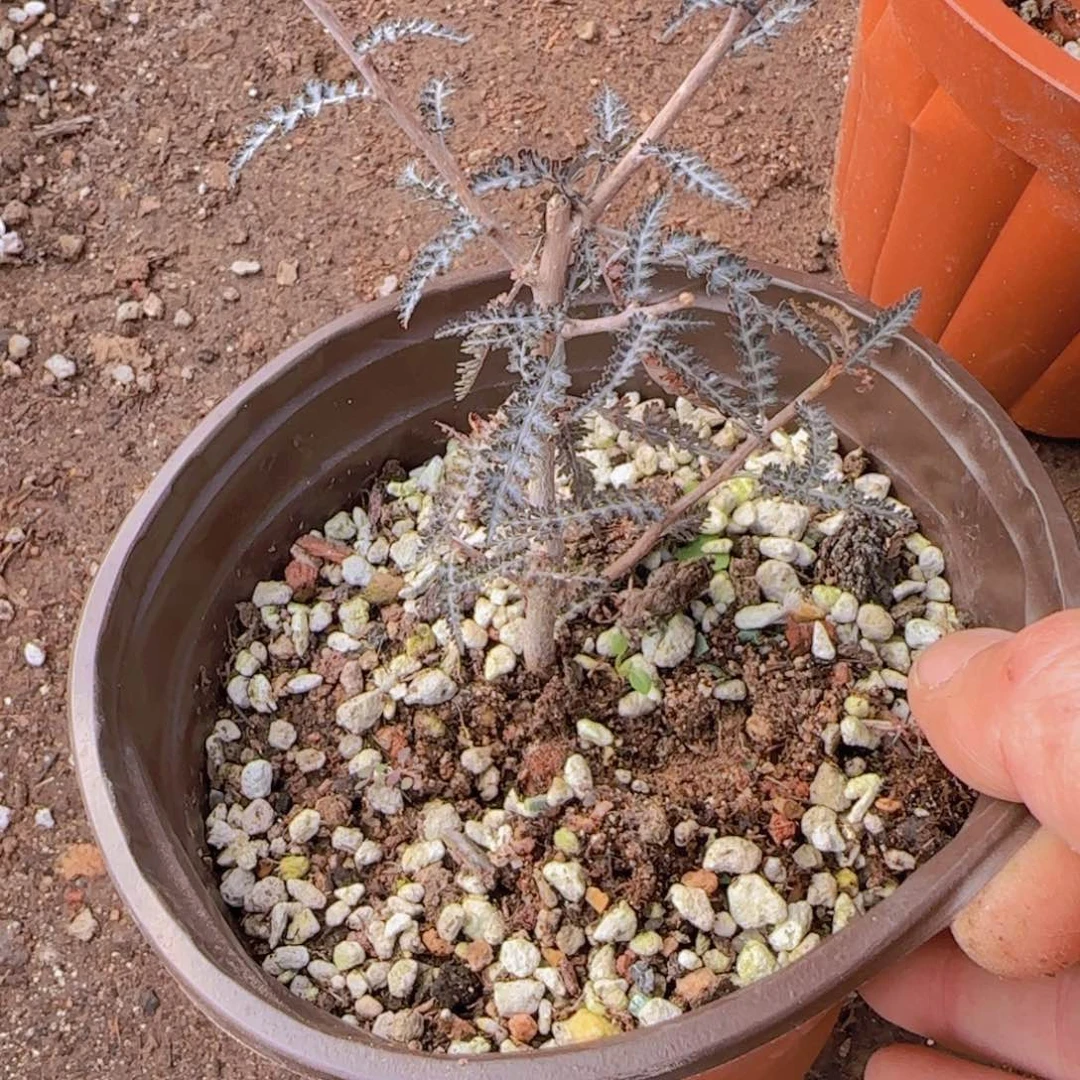 ****༥无花朵块根植物块根植物块根植物