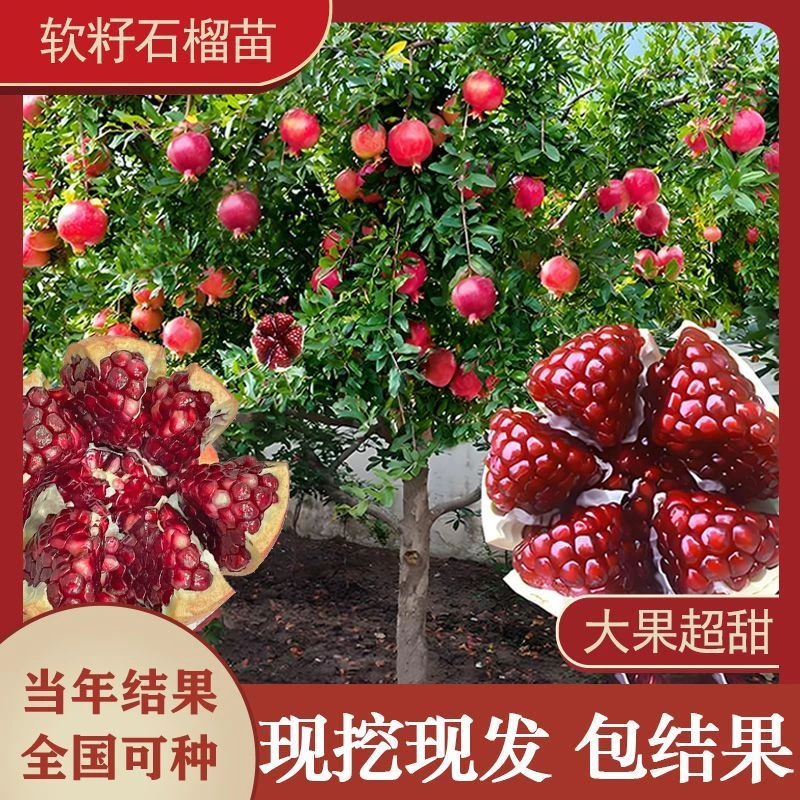 软籽大果纯甜无酸石榴南北方盆栽地栽适合庭院门前种植