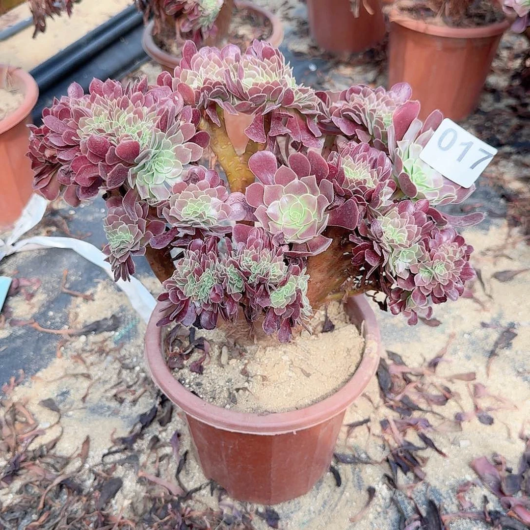 017欧紫朵朵一颗呀呀