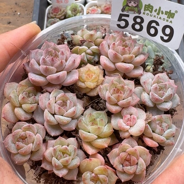 多肉植物多肉植物