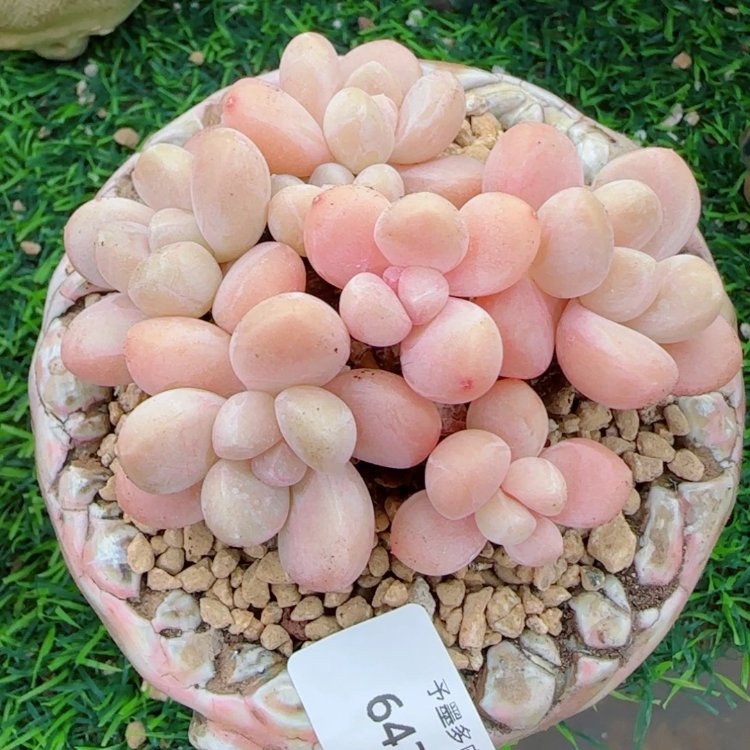 香玉无砍，6426多肉植物