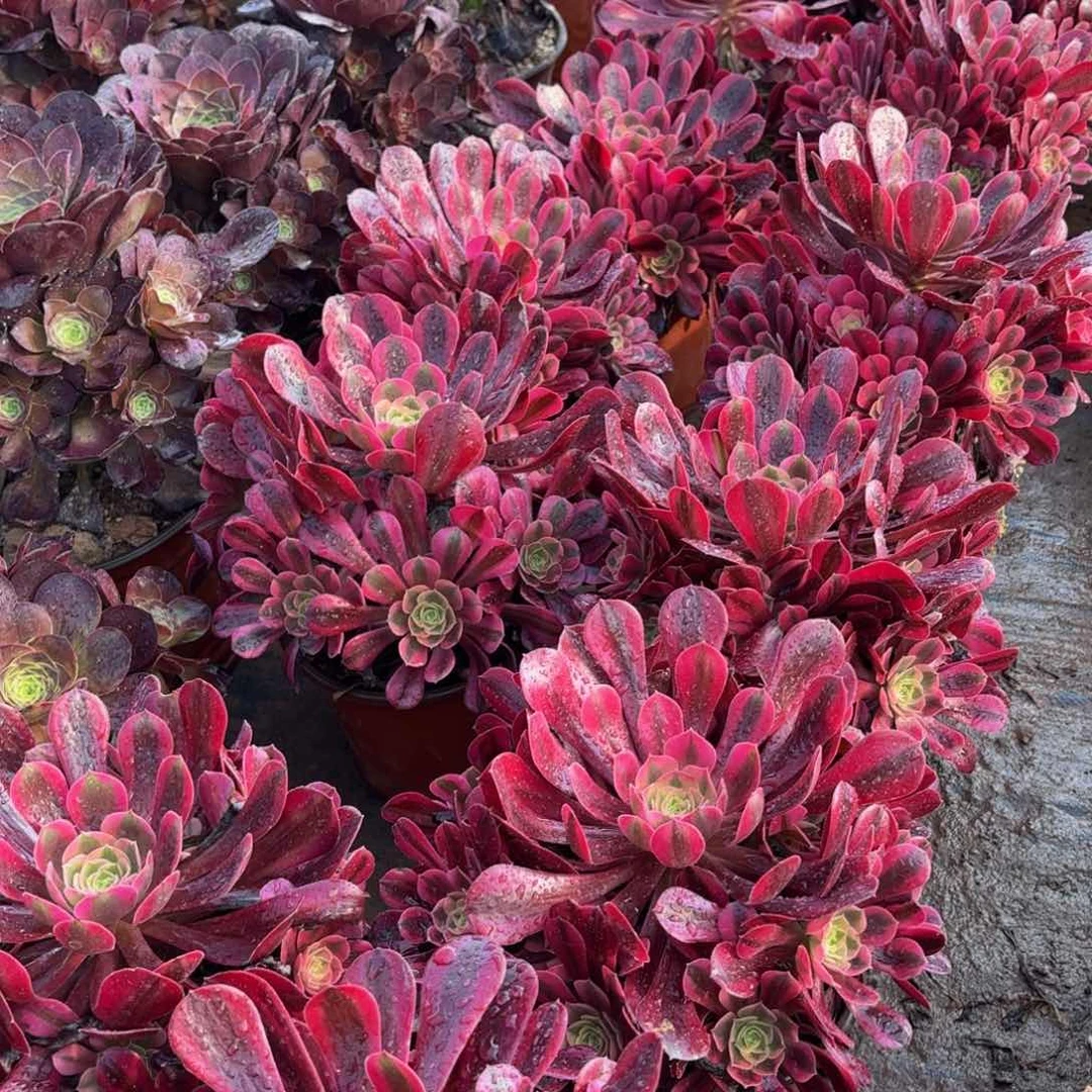 美杜莎手捧9.9多肉植物