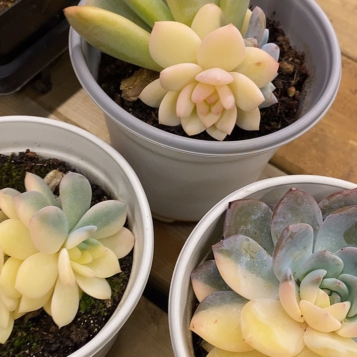 橙梦露锦福利多多