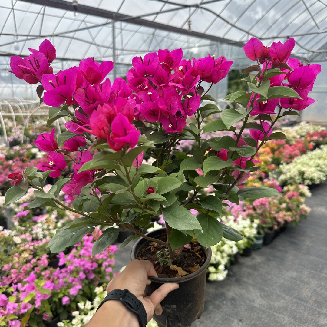 【红牙紫花】大花红色勤花三角梅带花盆栽可阳台庭院原盆原土有根系