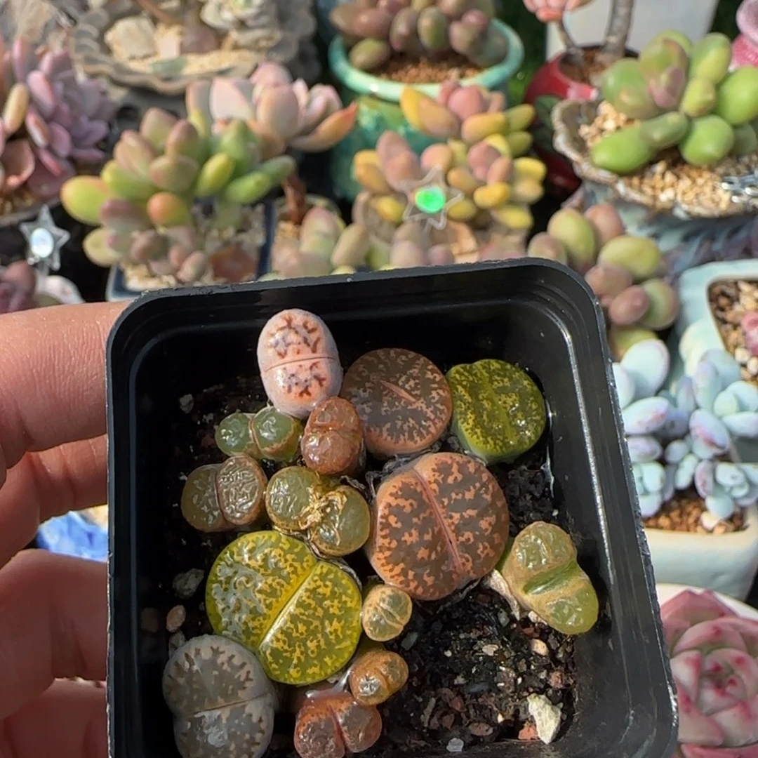 多肉植物生石花组合