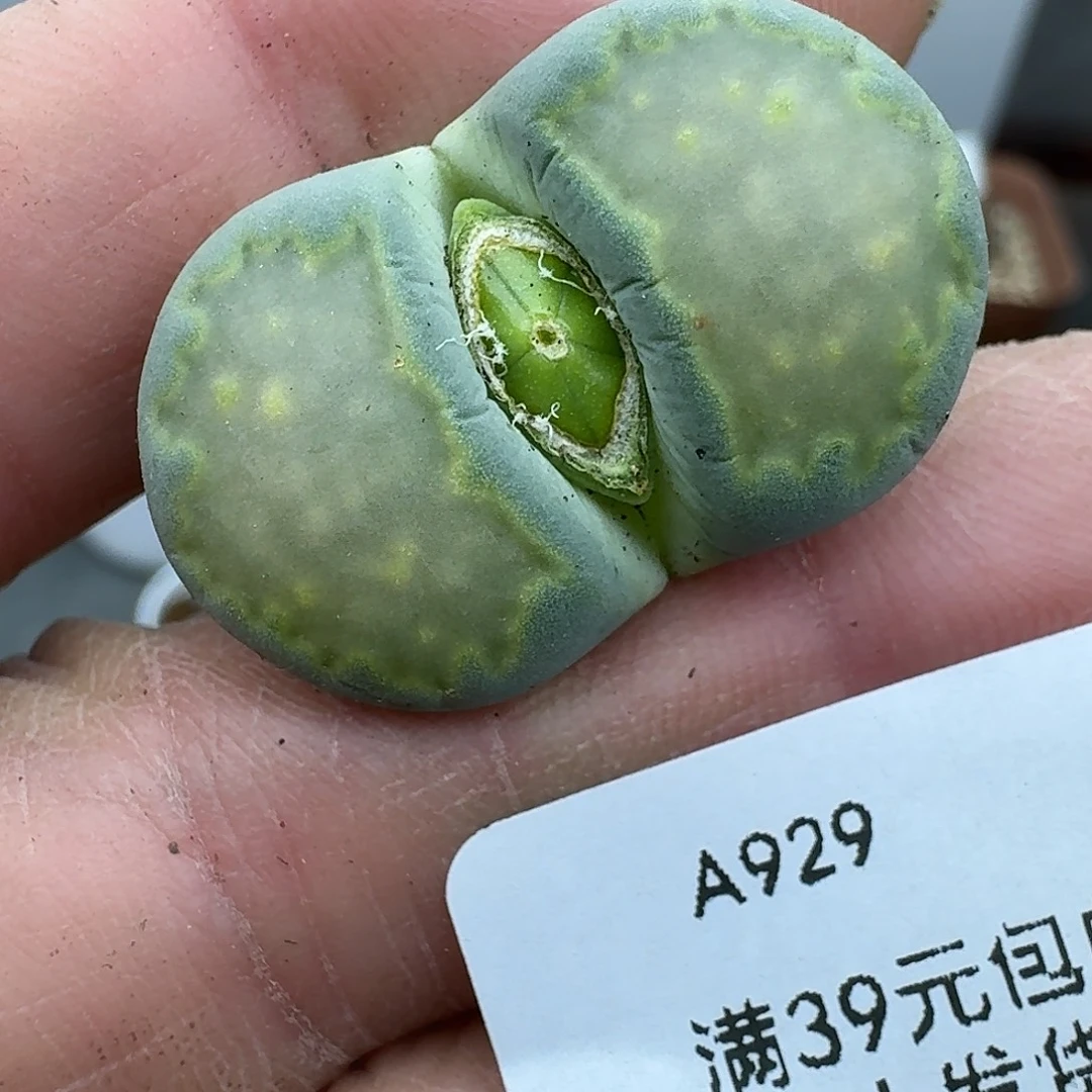 929多肉哈哈哈哈哈哈哈