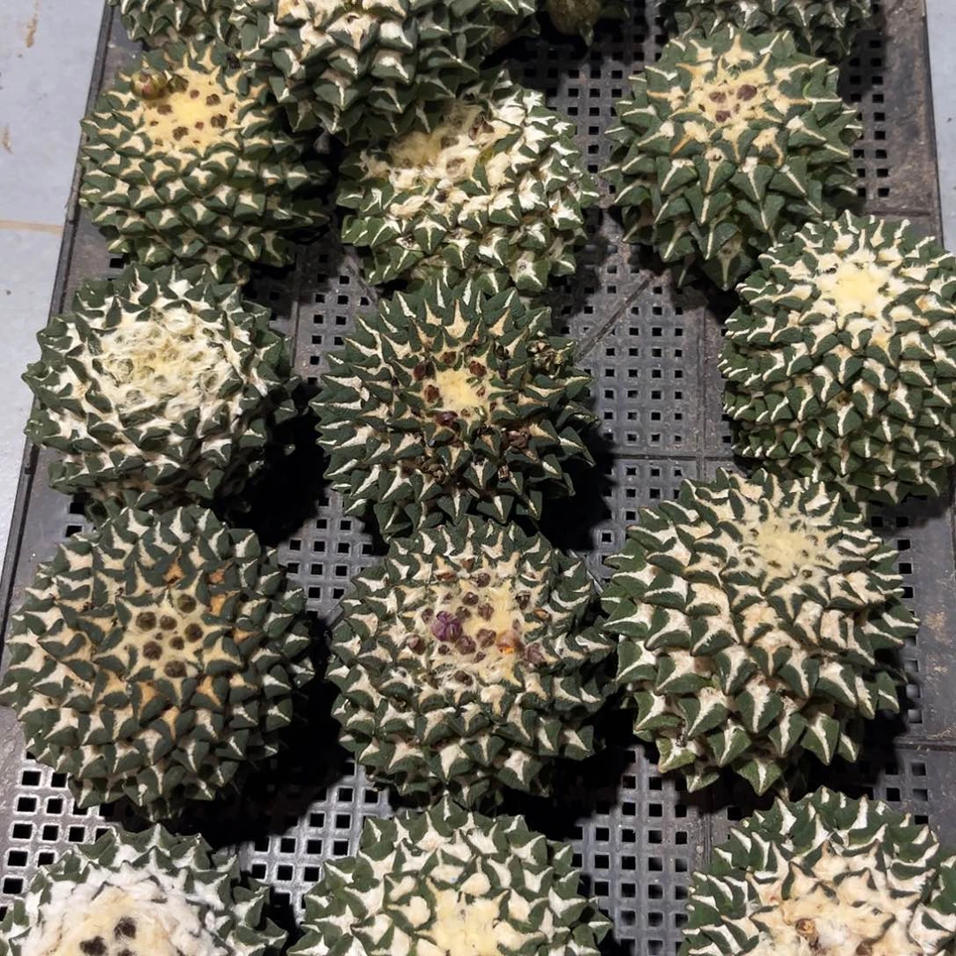 7cm无根超大大肚黑牡丹