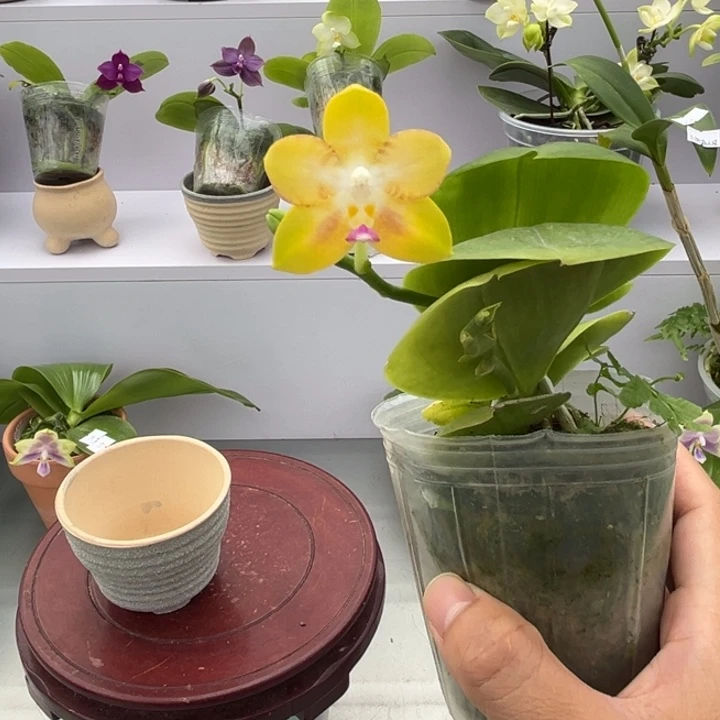 大部分花苞少量开放2.5寸杯彩虹熊 很香