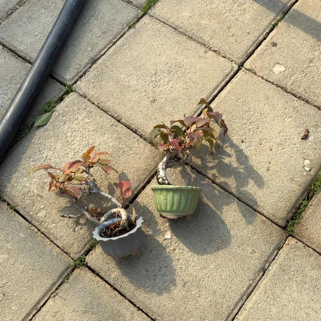 l****g2颗小卡拉米包邮