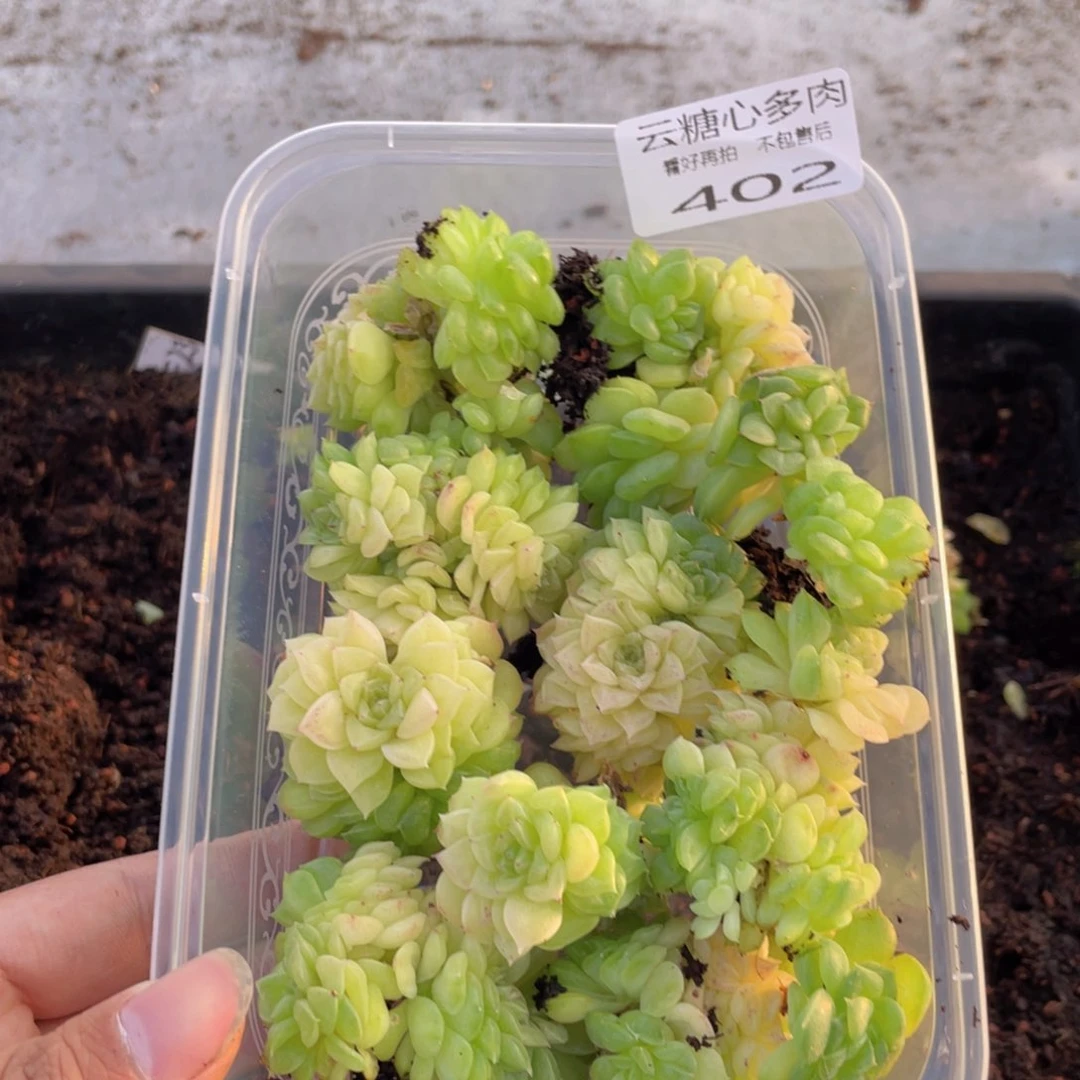 云糖心多肉植物402