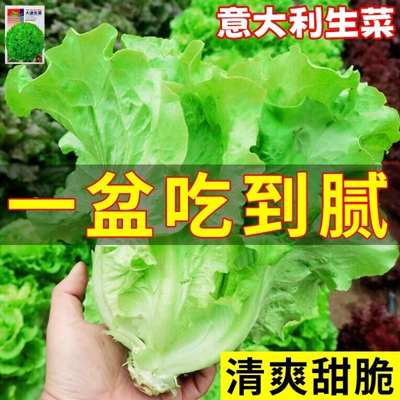 意大利生菜籽种子全年耐抽苔一年四季半结球菜籽菜种大全蔬菜种子