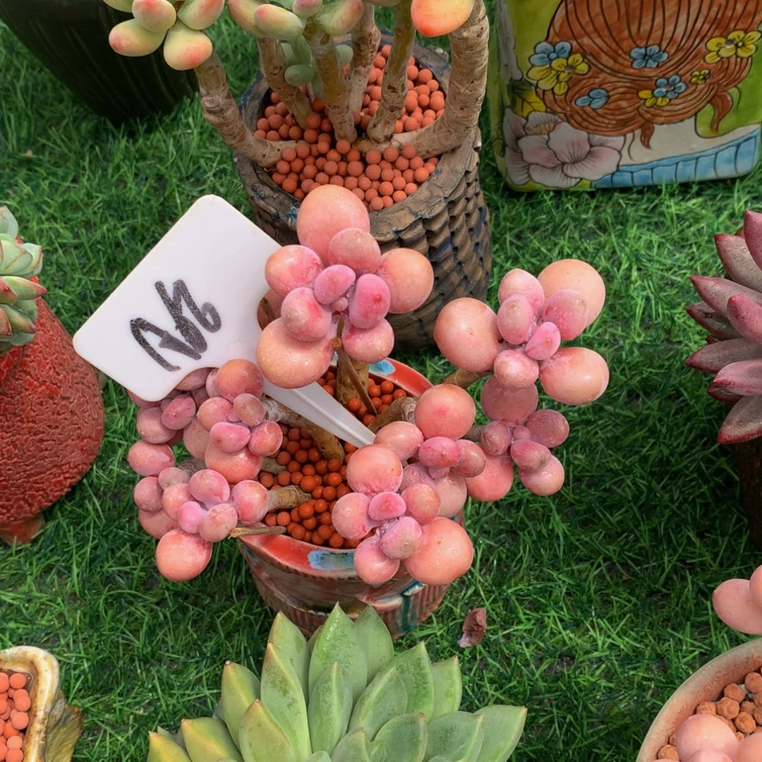 往***缘多肉植物6363637737373