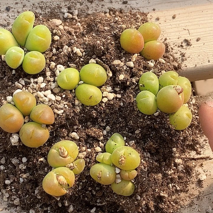 18657一组毛翠滴