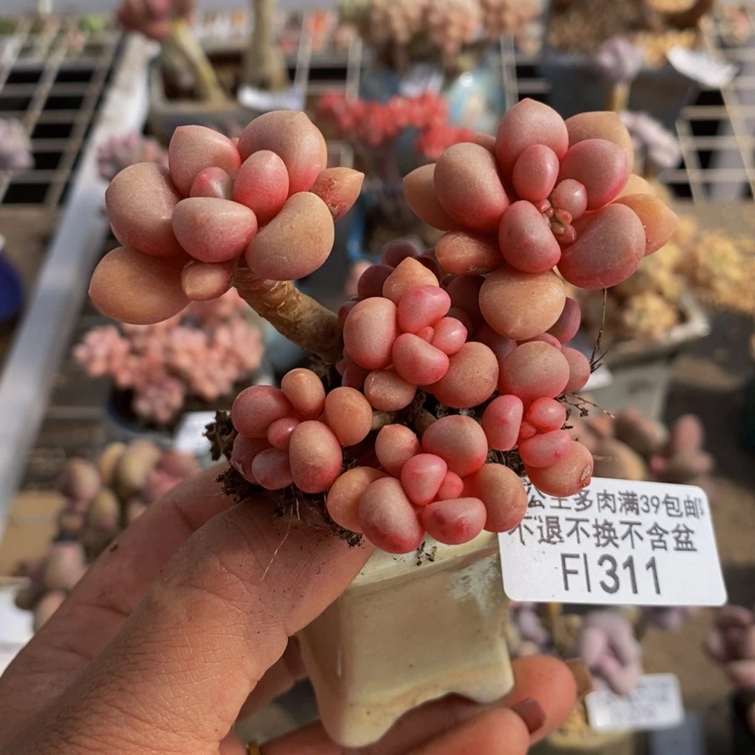 先锋派311/6cm多肉