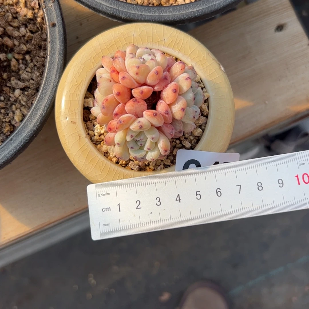 S***鱼647 多肉植物组合