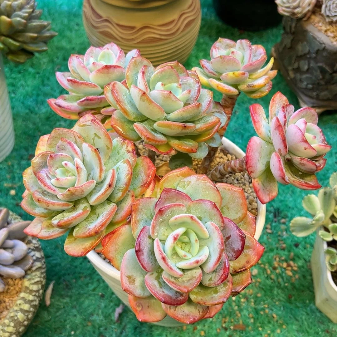 白月光，，，，，，，，，，，，，，，，