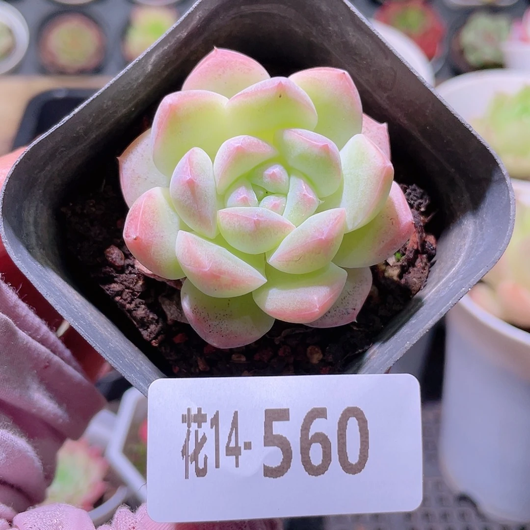 花利美14-560新品