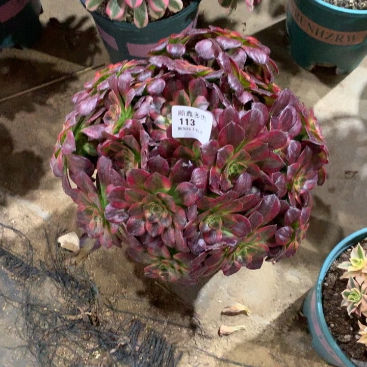 113安娜多肉植物