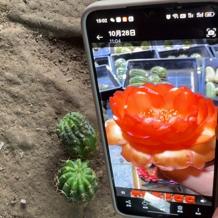 245丽花金牡丹虫咬歪3公分左右无根侧牙