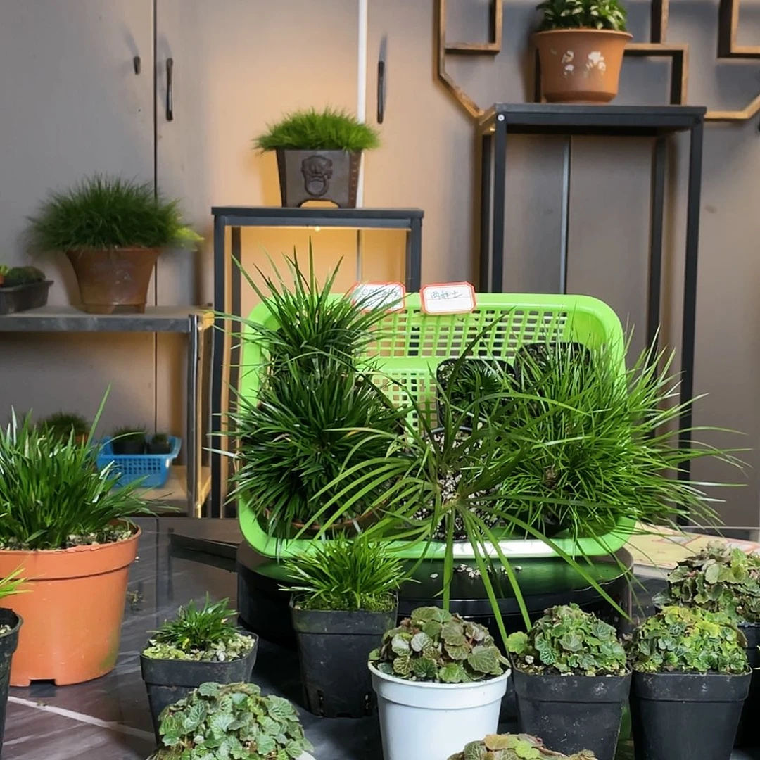 【闪购商品】不开花植物