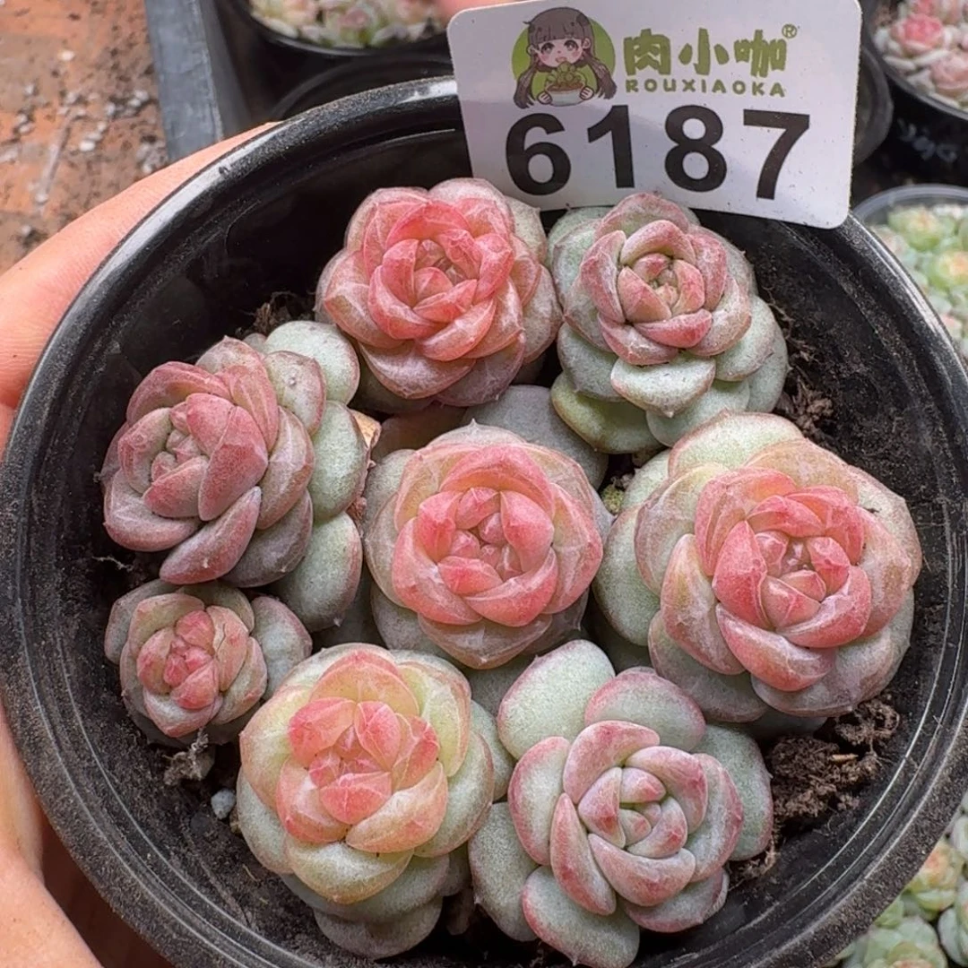 多肉植物多肉植物