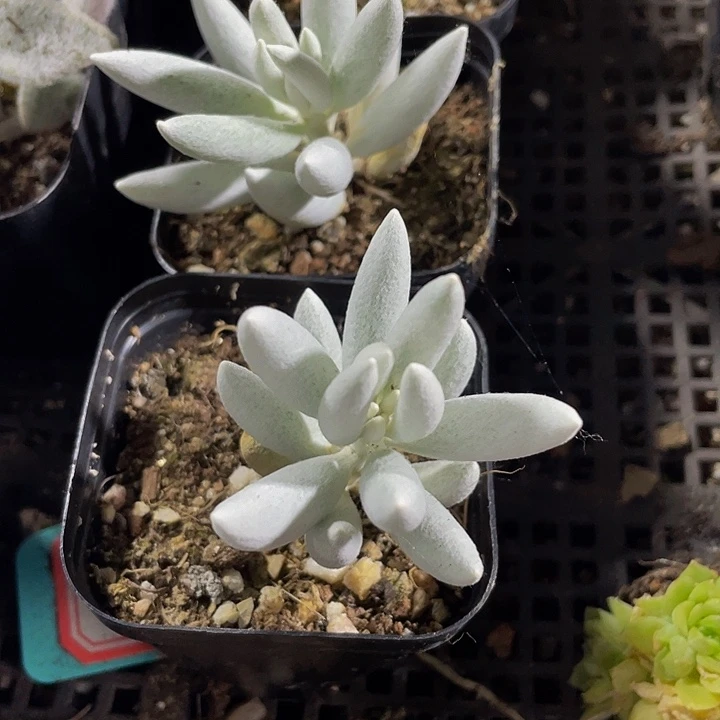 银月3.8带盆土发