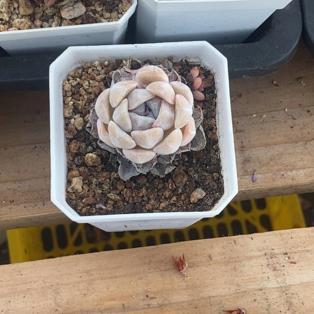 汉堡单头小羊专拍