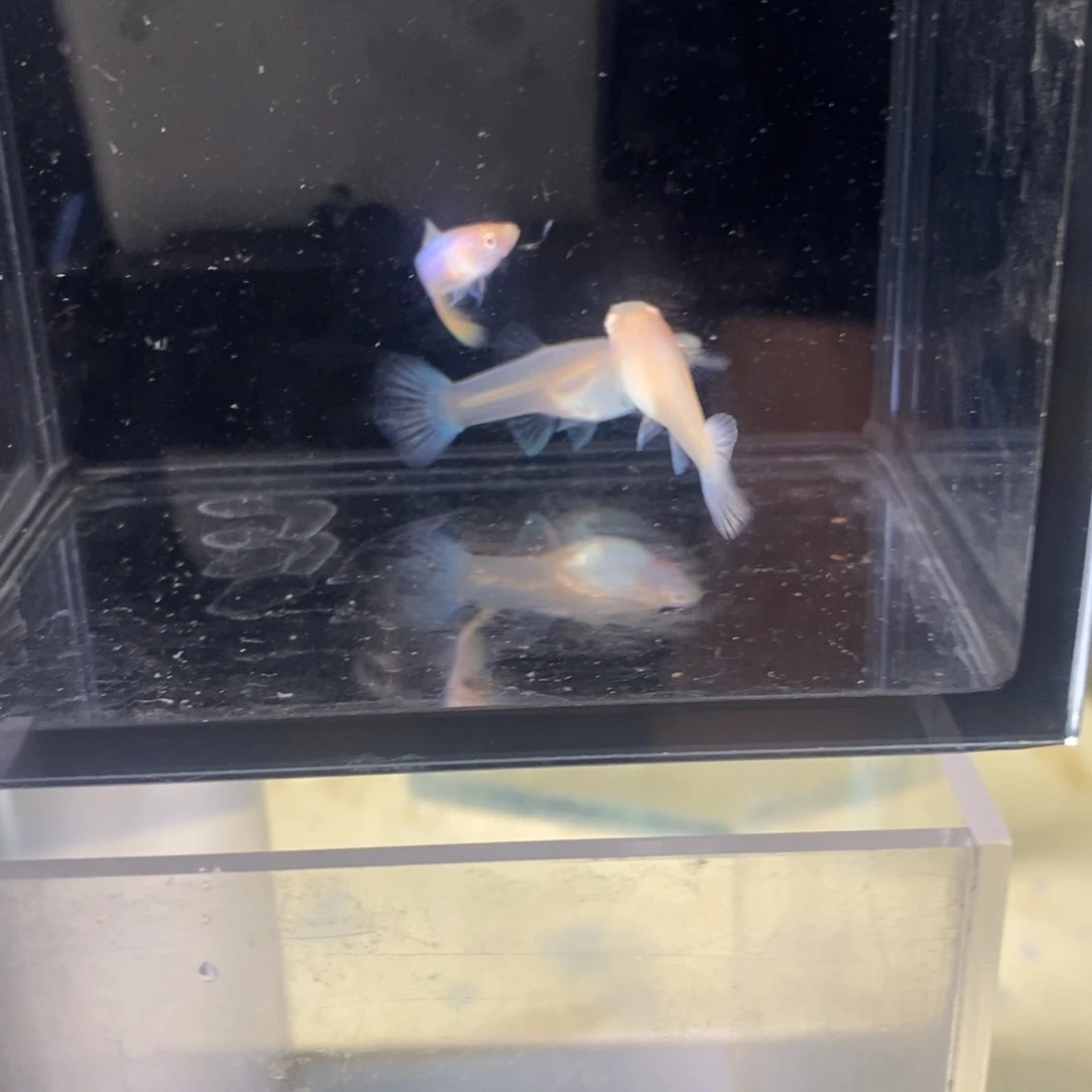 孔雀鱼极光三条孔雀鱼