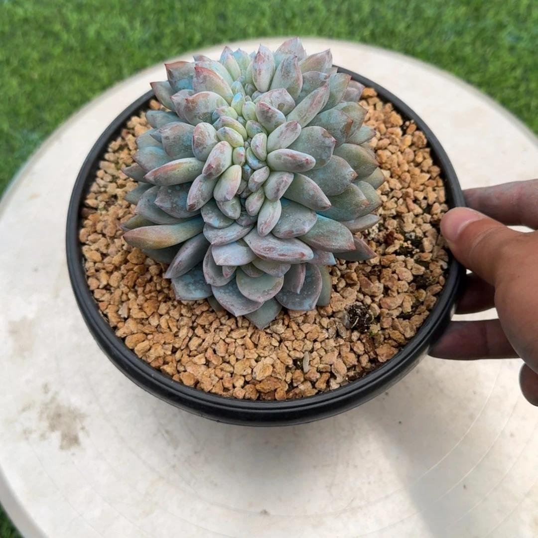 星影缀化精品多肉