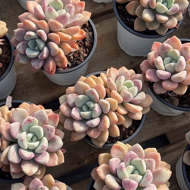 三头       花斑露