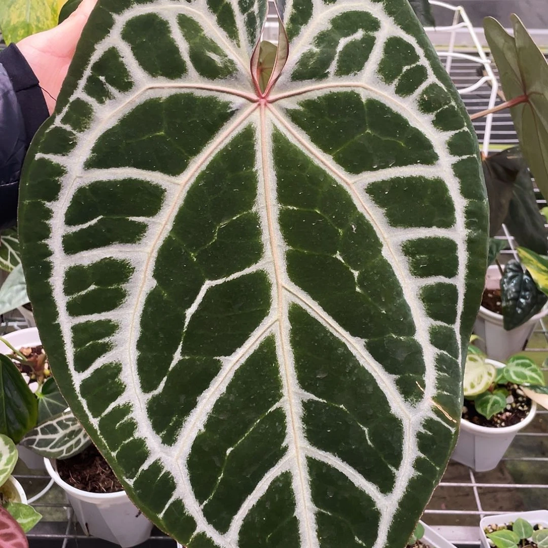 完全开放skg银杂红水晶