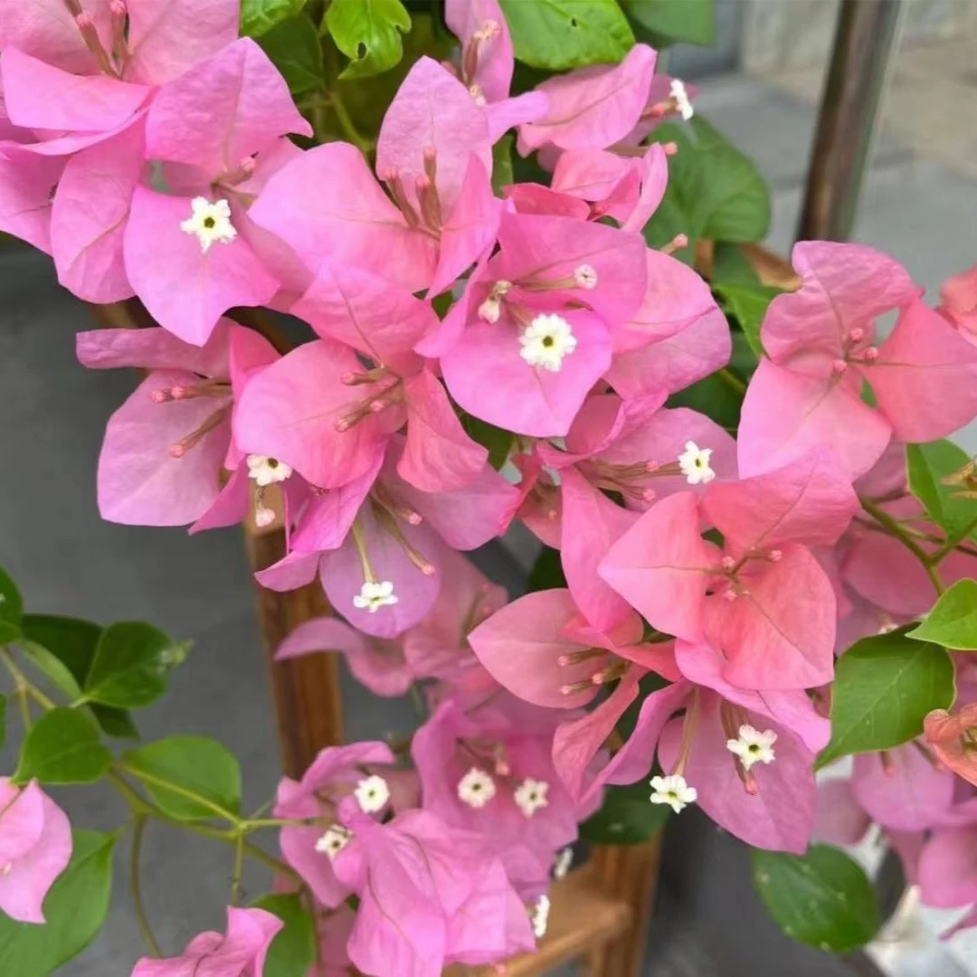 【粉公主】护心土球【不带花】发货运输过程中掉花落叶正常情况