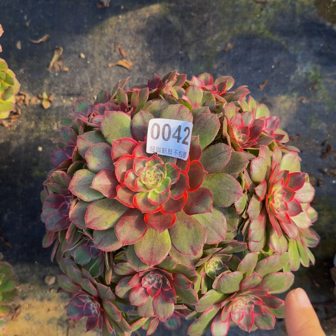 万花筒04222222222