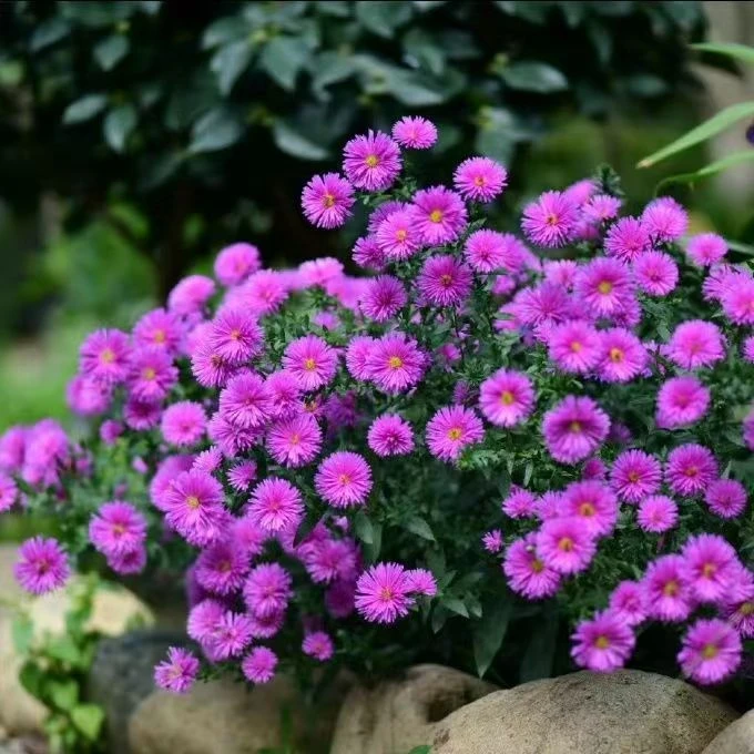 【荷兰菊】大盆宿根植物耐寒开花户外庭院绿化