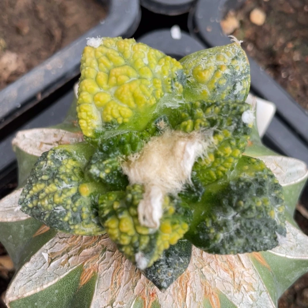 全部花朵花斑锦 哥斯拉牡丹锦779