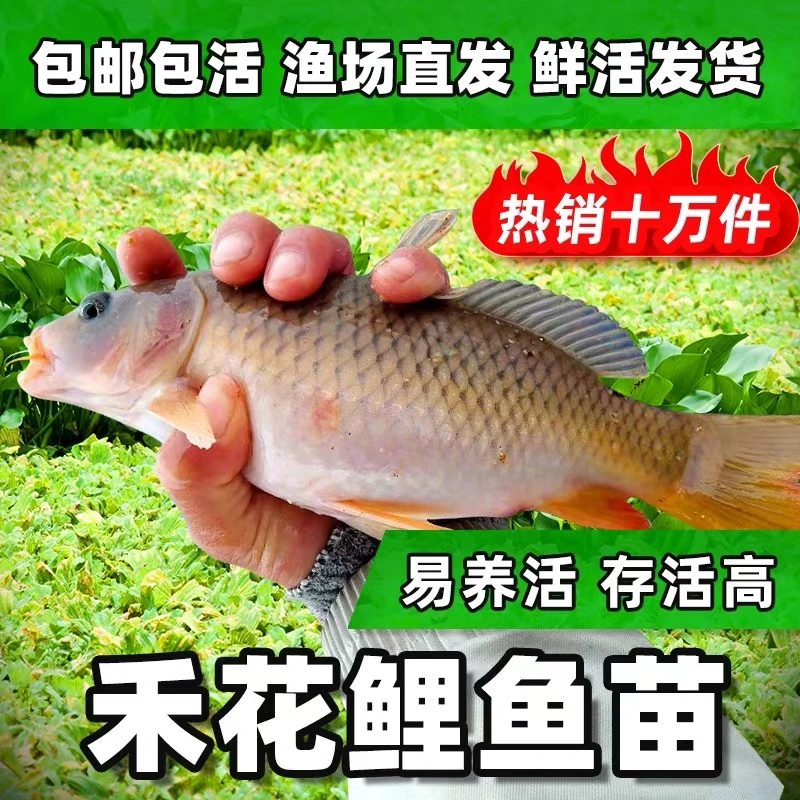 禾花鲤鱼苗稻田鱼荷花鲤淡水养殖