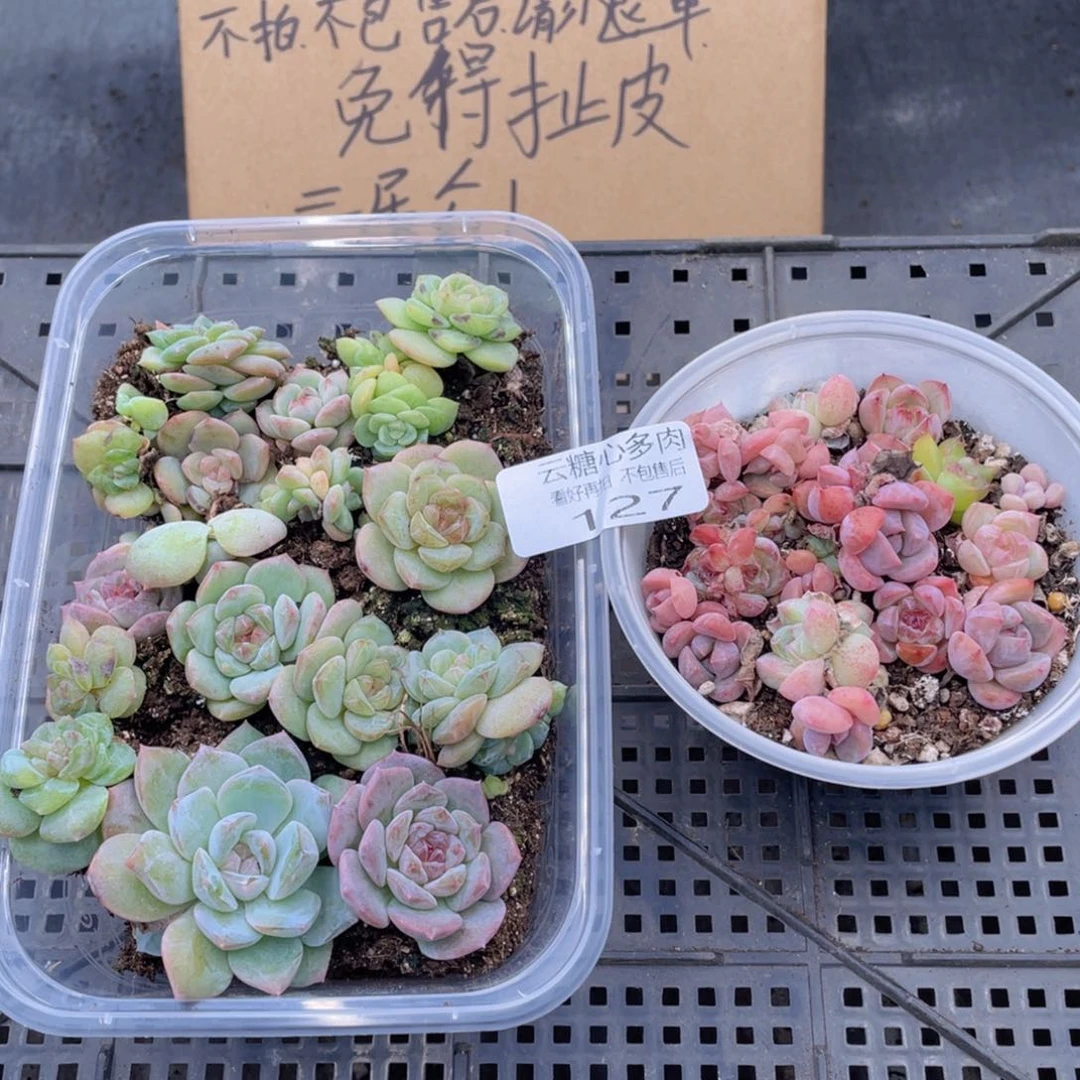 云糖心多肉植物127
