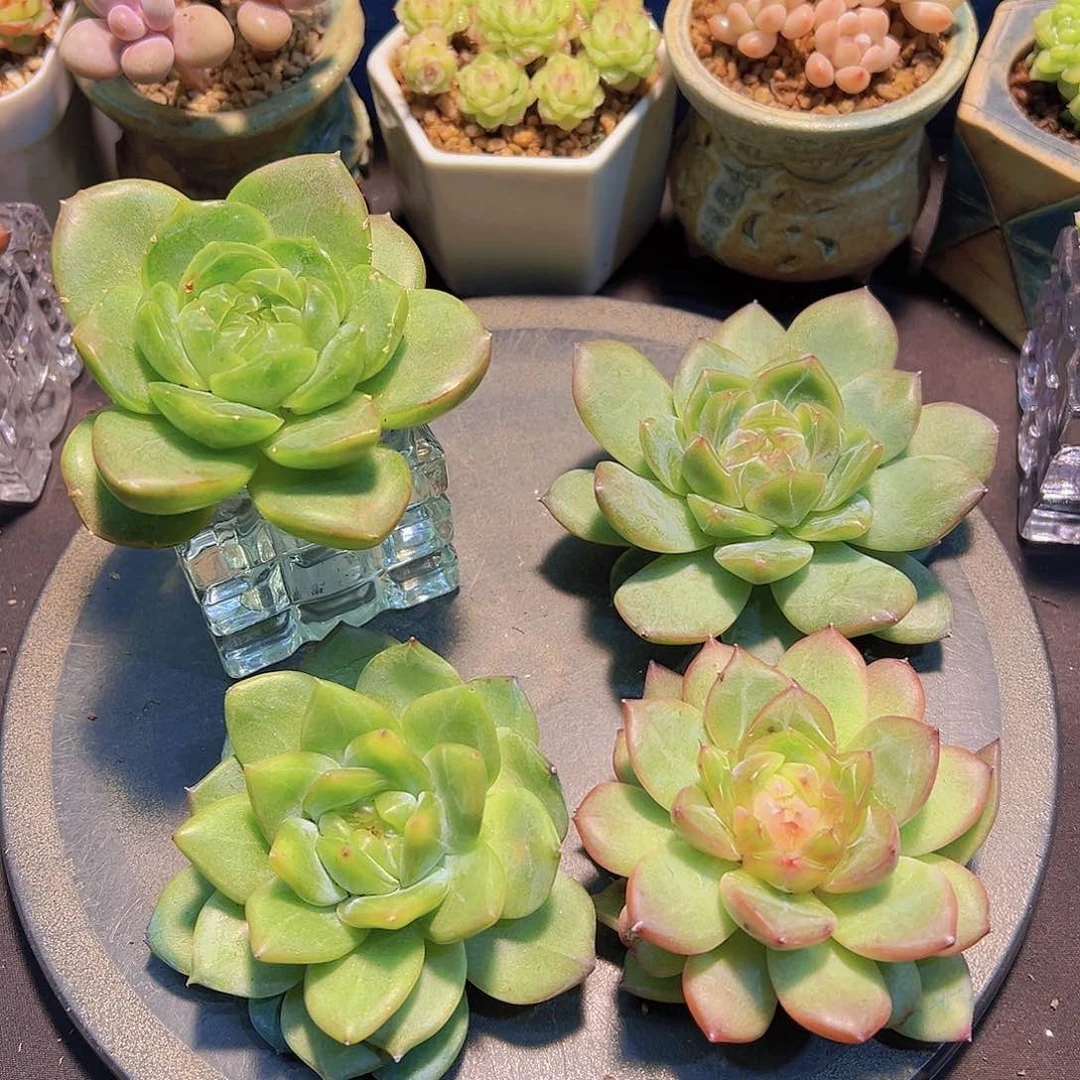 潇*妹新品，多肉植物，