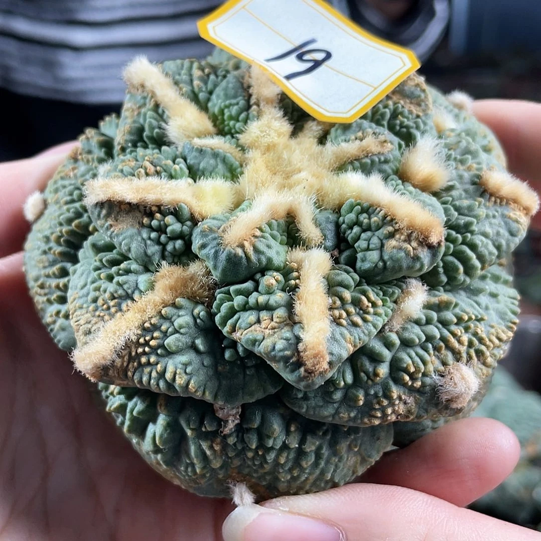 19号8.5cm战损大尤怒涛牡丹密尤