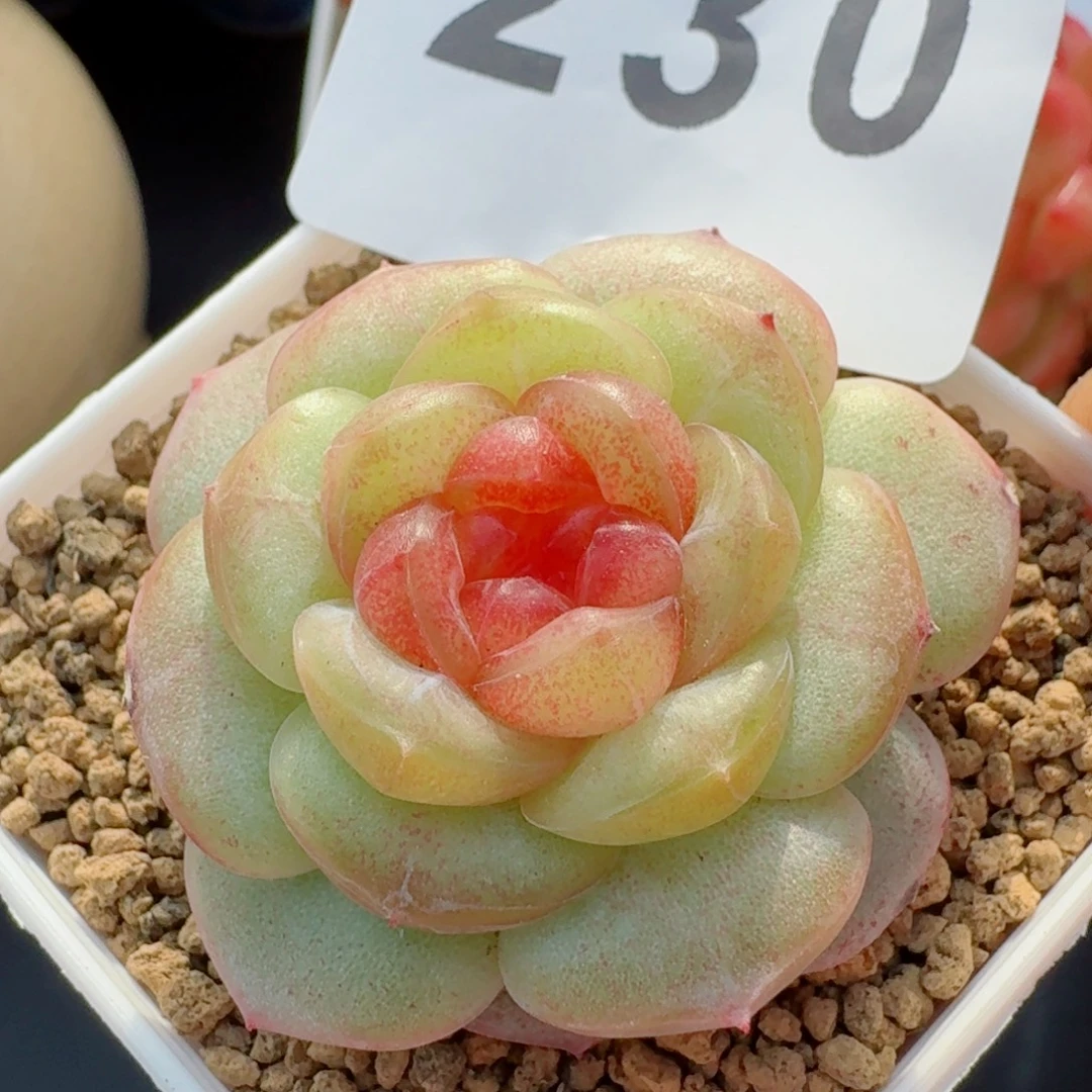 珍妮      愿你一路坦途，乘风破浪展宏图