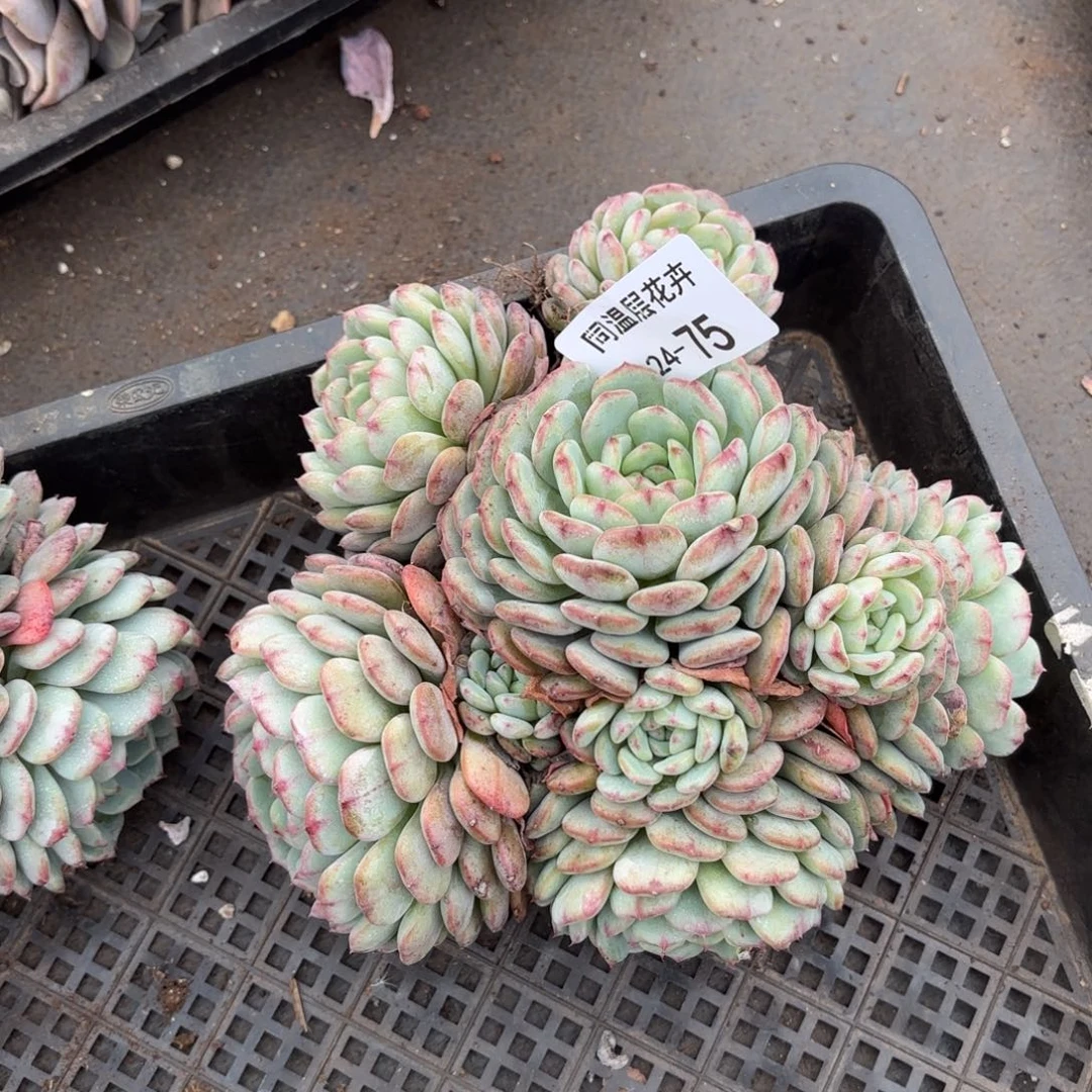 林*同温层多肉白胖子75