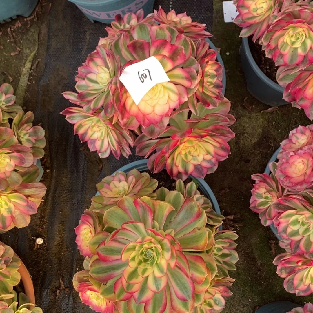 不开花植物607号倾城➕万白1颗