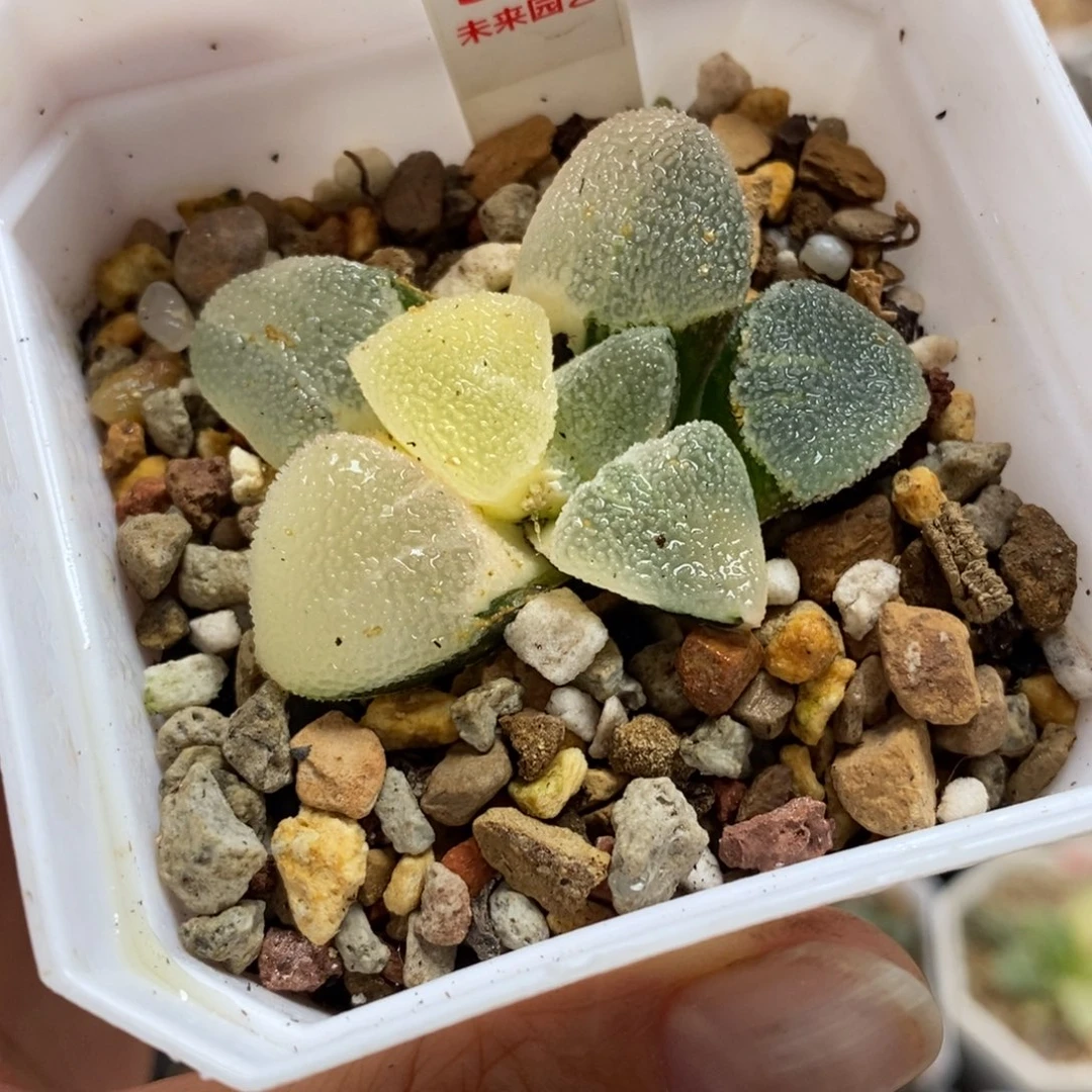 90冰钻磨面寿锦福利