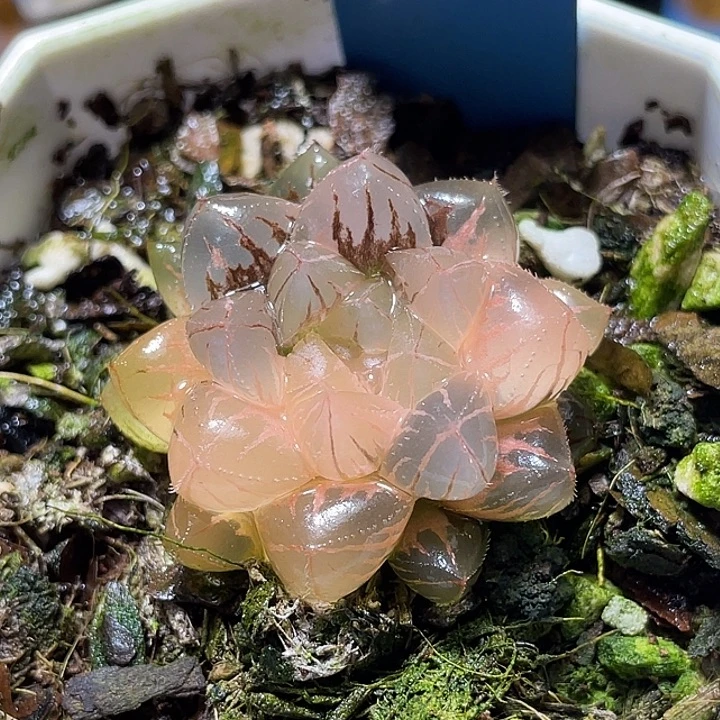 671完美绯桃锦特选福利