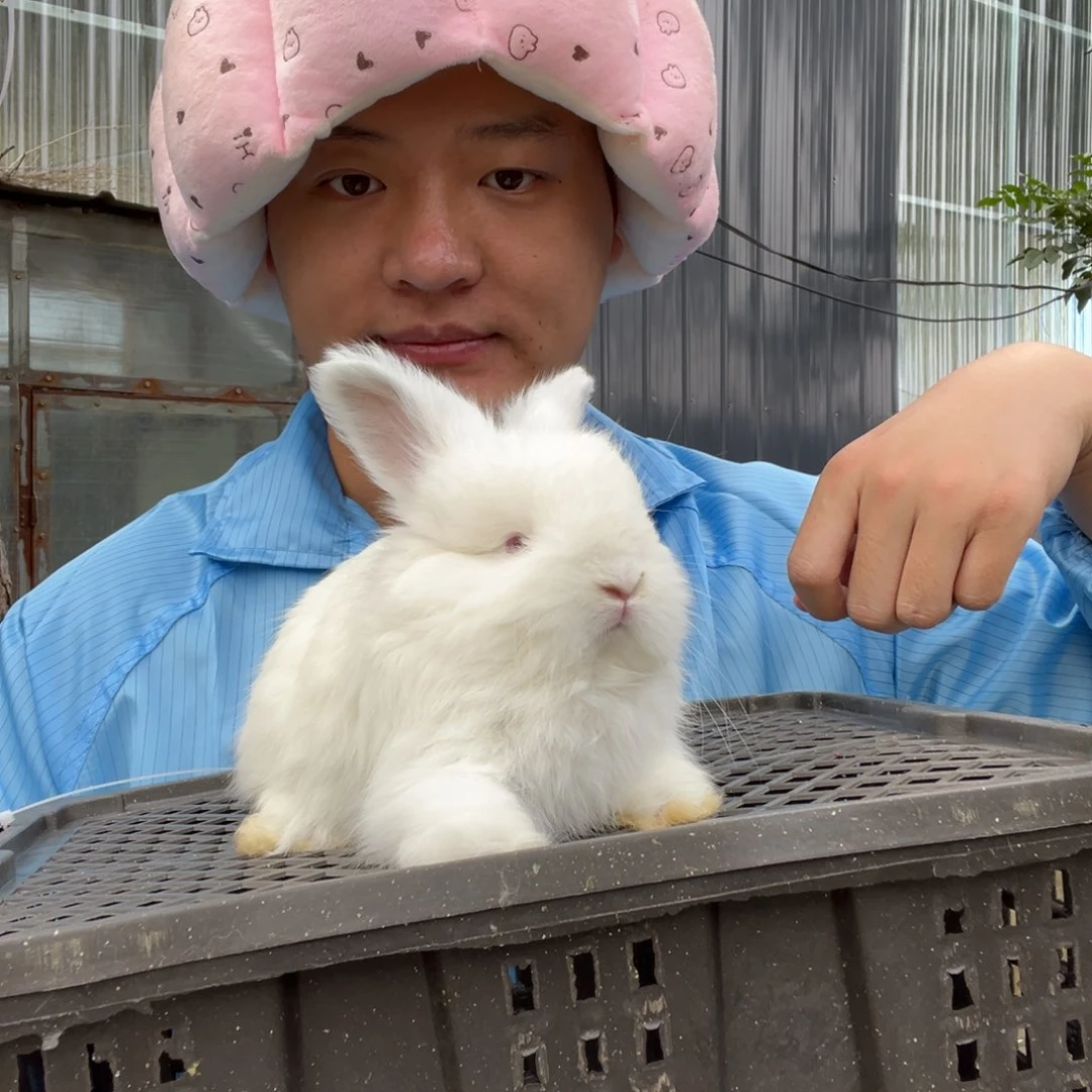 双血统英系安哥拉兔子