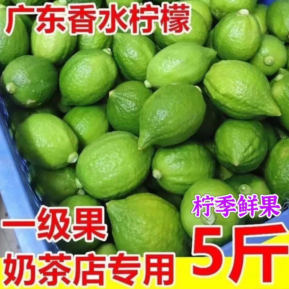 广东香水采摘一级果奶茶店采摘专用无籽薄皮爆香果园直发新鲜正宗