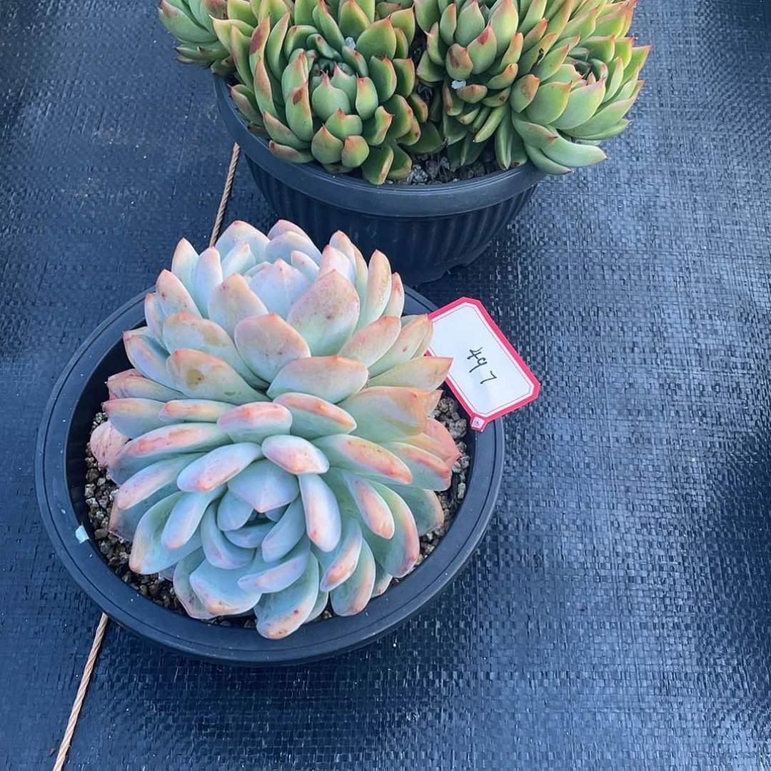 若如东云多肉组拍497